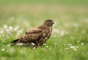Common buzzard
