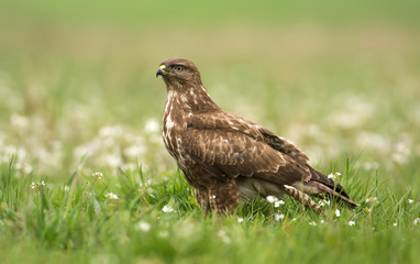 Common buzzard