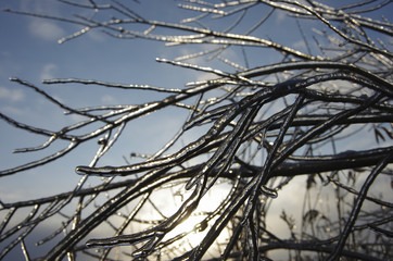 icy branch of a tree