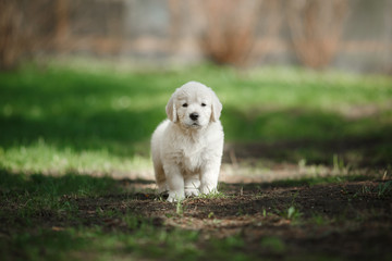 Fototapeta na wymiar Little puppy Golden retriever