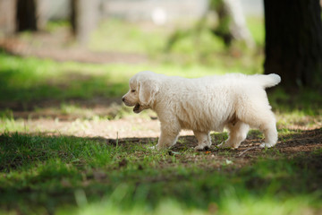 Obraz premium Little puppy Golden retriever