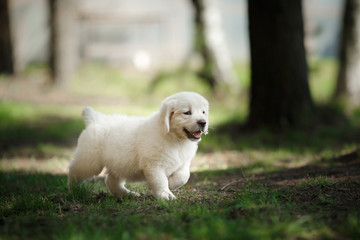 Little puppy Golden retriever