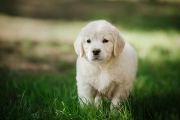 Little puppy Golden retriever