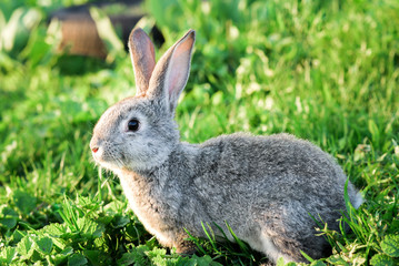 grey rabbit on a green lawn.