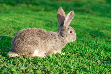 grey rabbit on a green lawn.