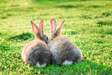 two grey rabbits in green grass outdoor