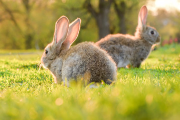 two gray rabbits on a green sunshine lawn.