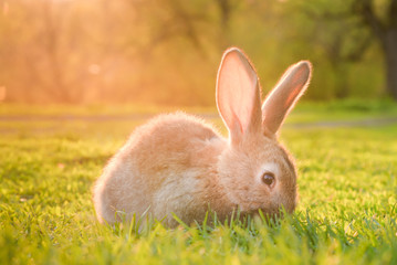 Cute baby rabbit on a green lawn sushine.