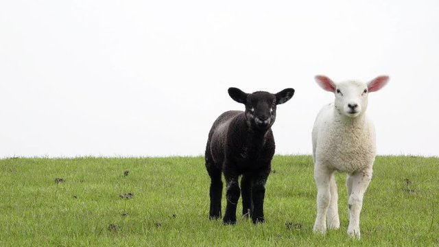white lamb and black sheep Standing on the meadow 