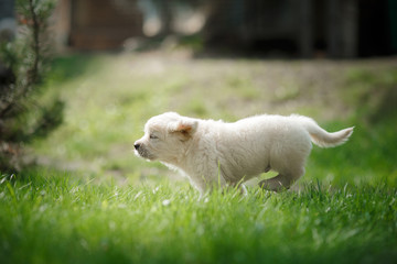 Obraz premium Little puppy Golden retriever