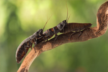 closeup three madagascar cockroaches  each other  on branch on green leaves background. concept of  traffic congestion