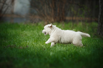 Little puppy Golden retriever