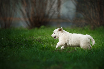 Obraz premium Little puppy Golden retriever
