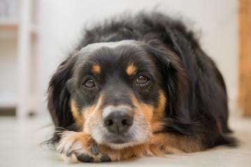 Close up of a dog lying
