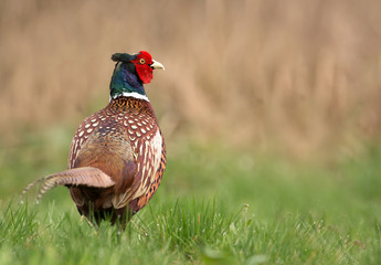 Ringneck Pheasant (Phasianus colchicus)