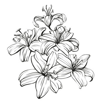 floral blooming lilies hand drawn vector illustration  sketch