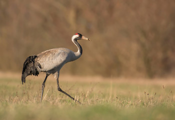 Naklejka premium Common crane (Grus grus)