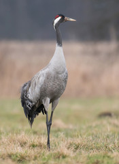 Obraz premium Common crane (Grus grus)