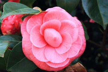camellia fiore tropicale