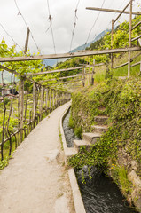 Algund, Algunder Waalweg, Waalweg, Wanderweg, Vinschgau, S&uuml;dtirol, Italien, Weinberg, Wein-Pergola, Weinbauer, Fr&uuml;hling, Fr&uuml;hlingswanderung
