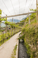 Algund, Dorf, Algunder Waalweg, Waalweg, Wanderweg, Spazierweg, Weinberg, Weinpergola, Vinschgau, Weinbauer, Fr&uuml;hling, S&uuml;dtirol, Italien