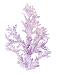 Naklejka premium duża lekka gałąź koralowca bzu na białym tle