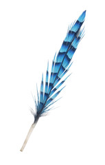 blue isolated striped bird feather