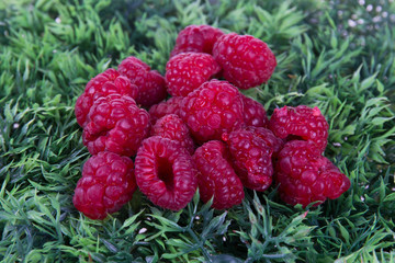 Red raspberry on green background