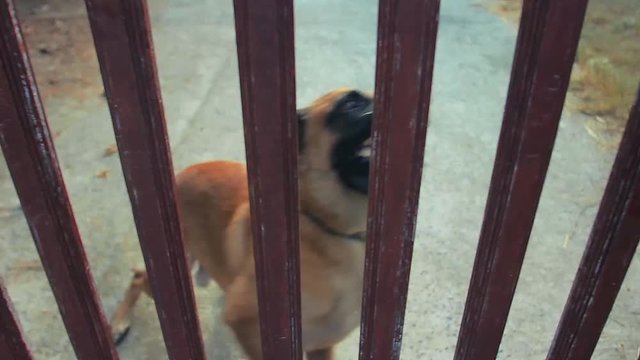 Angry shepherd barking from behind a fence. Slow motion