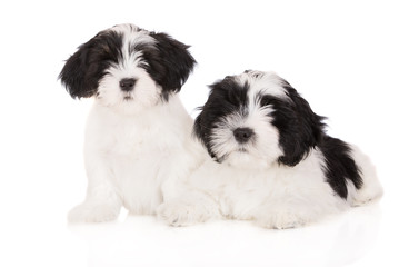 two lhasa apso puppies posing on white