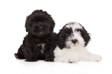 two fluffy puppies posing on white