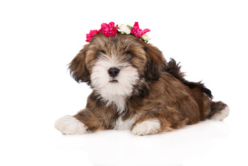 adorable lhasa apso puppy in a flower crown