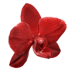 single isolated dark red orchid flower