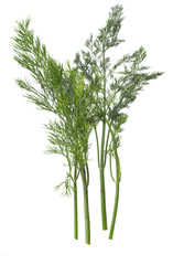 Obraz premium Dill