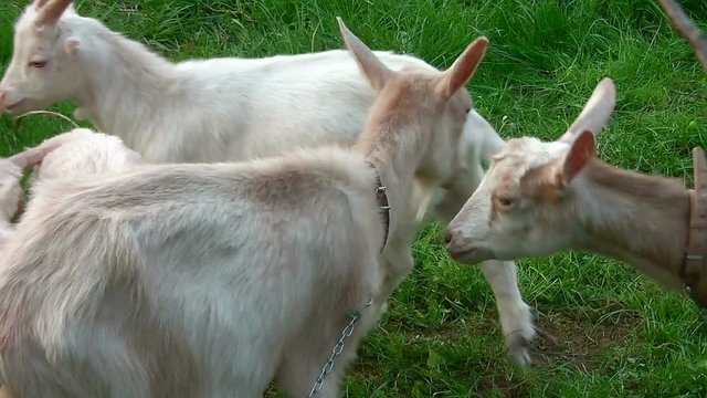 Goat family playing in the field
