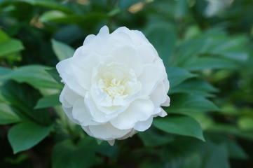 白いシャクヤクの花