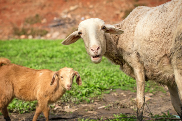 Obraz premium Sheep on the field