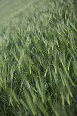 view of wheat plants.
