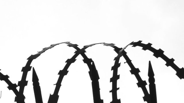 Barricade Made from Barbed Wire Against a White Hi-key Background. Dangerous barbed wire of a barricade to mark out an area not to cross into.