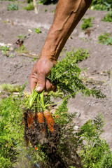 Fresh carrots fresh from a farm field