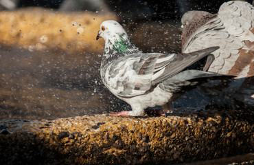 Dove taking a bath