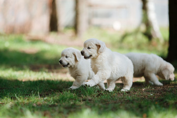 Obraz premium Little puppys Golden retriever
