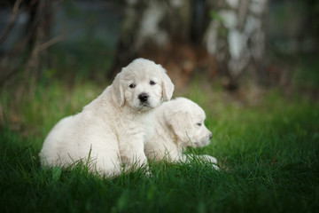 Little puppys Golden retriever