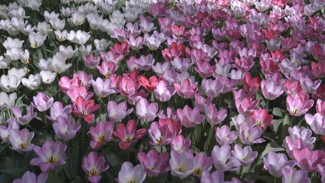 красивые тюльпаны белые и пестрые растут на клумбе