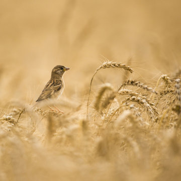 Female House Sparrow (Passer domesticus) in a wheat field, close-up