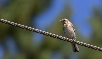 Young white wagtail bird on a cable