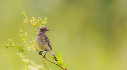 Young stonechat bird on grass with green background