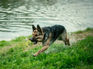 Wet shepherd run with stick