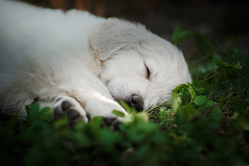 Little puppy Golden retriever