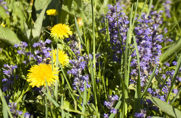 Obraz premium corydalis nepatica and dandelions